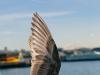 Seattle - Waterfront - Mouette locale :-)